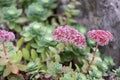 Pink Mongolian Stonecrop Hylotelephium ewersii, reddish-pink flowering plants Royalty Free Stock Photo